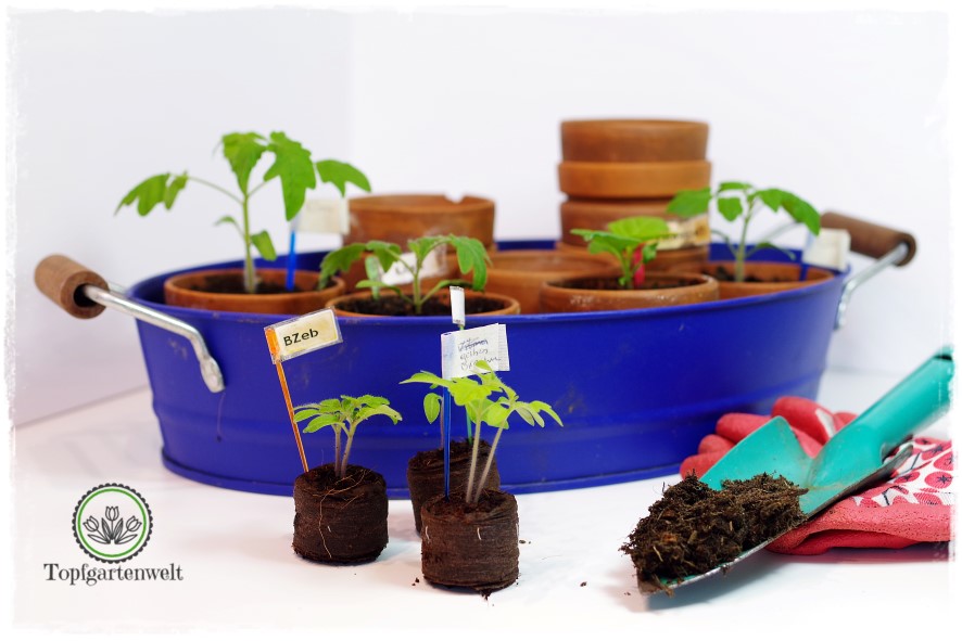 Anzuchtkasten, GrowBox selber bauen mit Licht, eine Anleitung