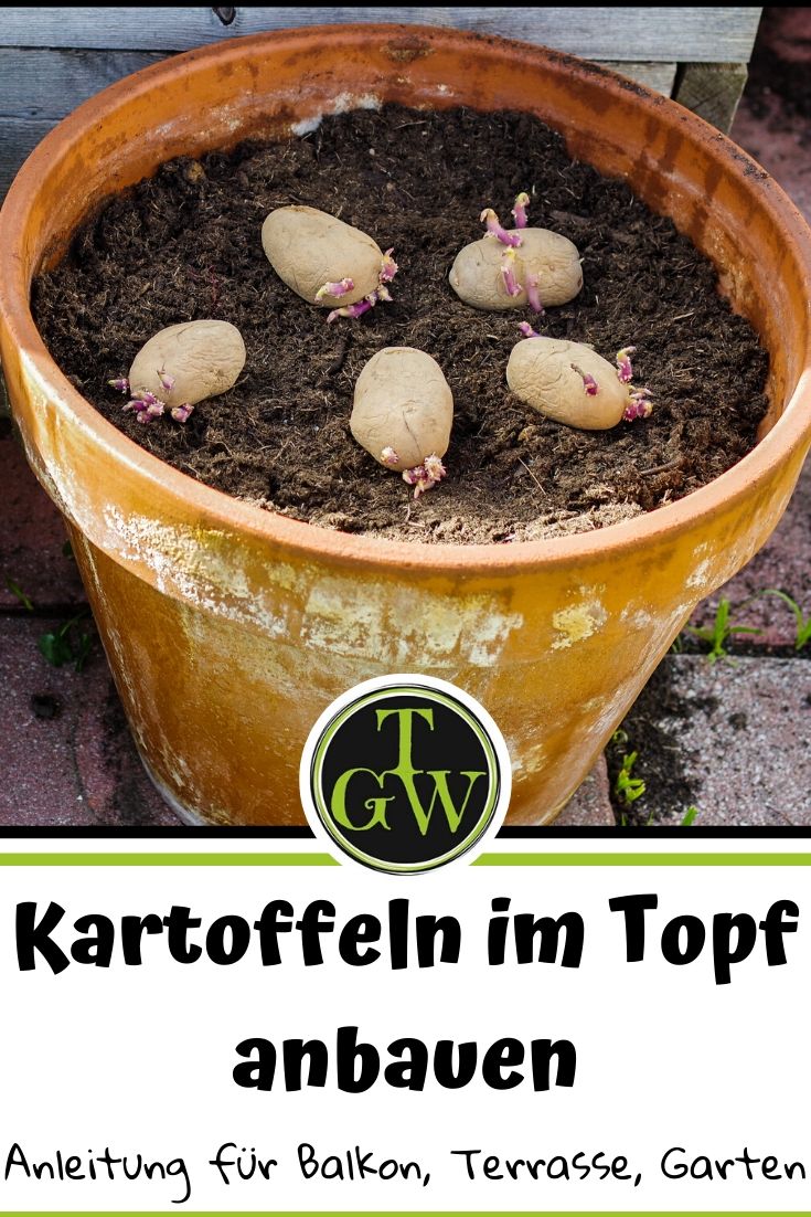 Kartoffeln im Topf anpflanzen Anleitung für Balkon, Terrasse und