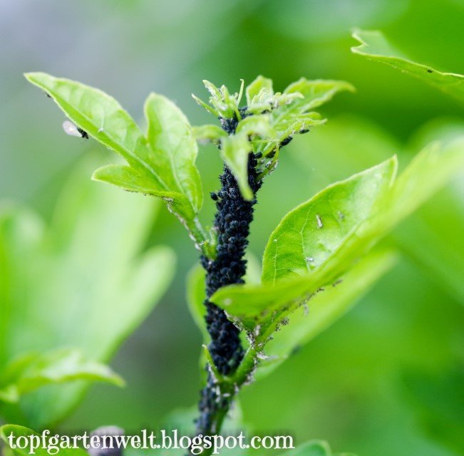 Uberall Blattlause Bekampfung Ohne Gift Blattausplage Im Fruhling Topfgartenwelt Gartenblog Foodblog Familienblog