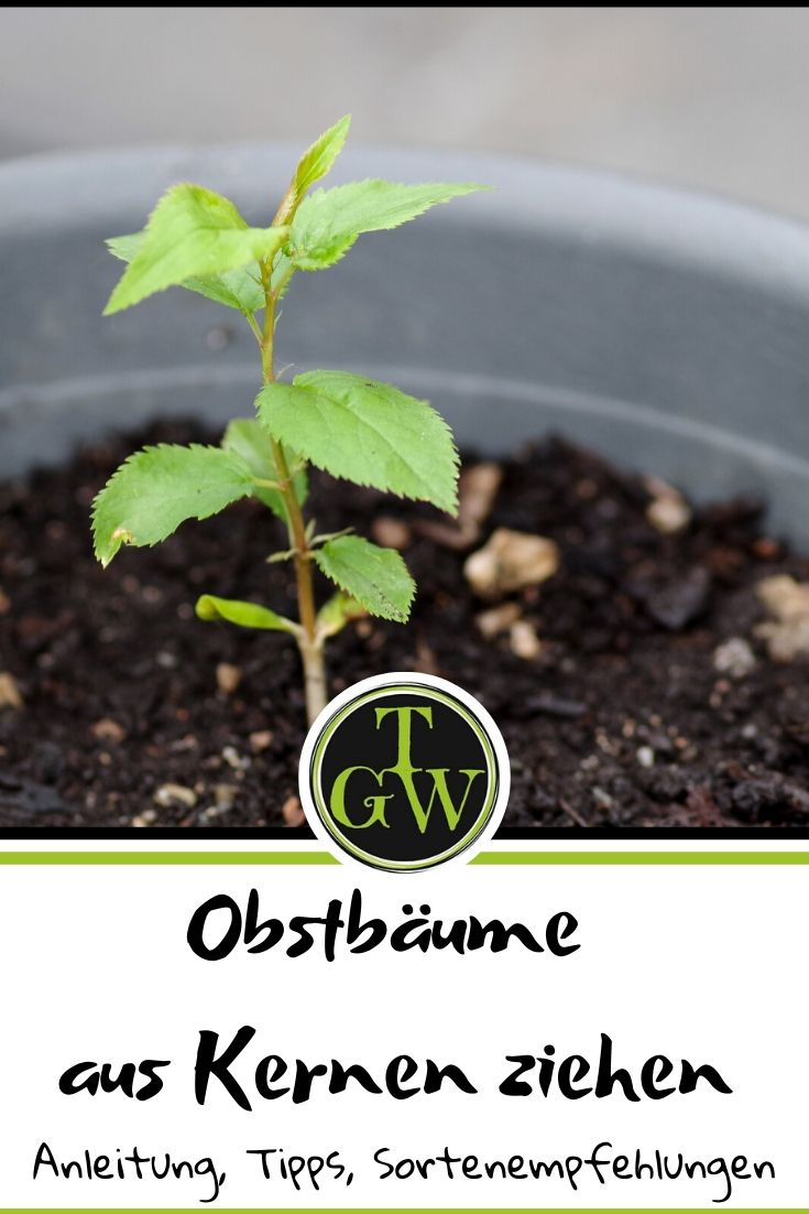 Obstbäume aus Kernen selber ziehen Anleitung Tipps