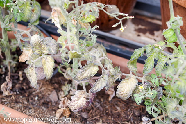 violette Flecken Tomaten - starker Phosphormangel - Gartenblog Topfgartenwelt