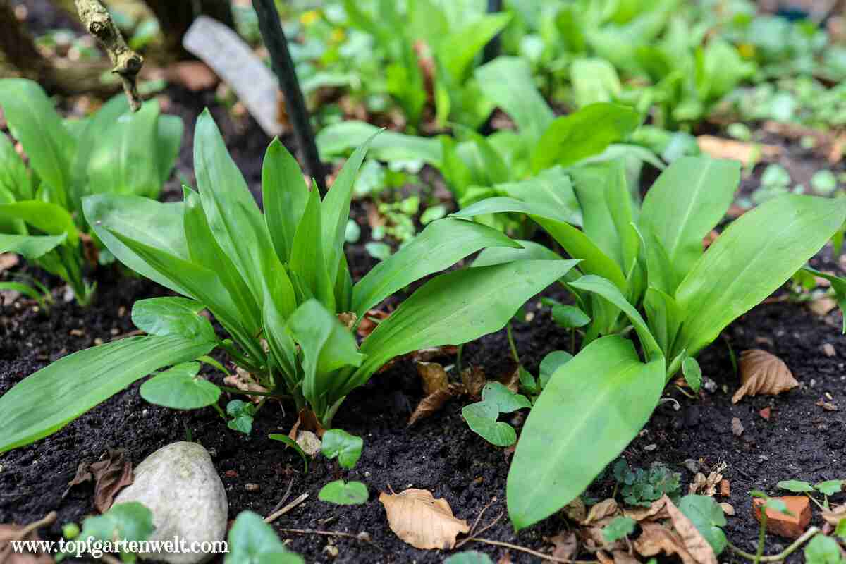 Bärlauch im Garten ansiedeln Standort Pflanzen im Topf kaufen