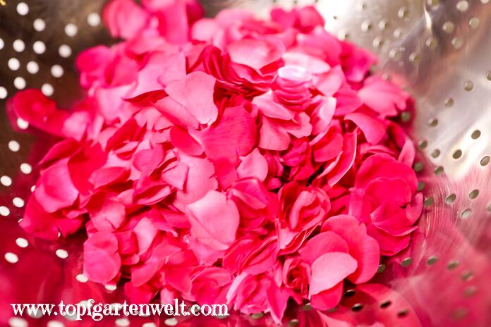 Rosenblüten kurz abwaschen - Foodblog Topfgartenwelt