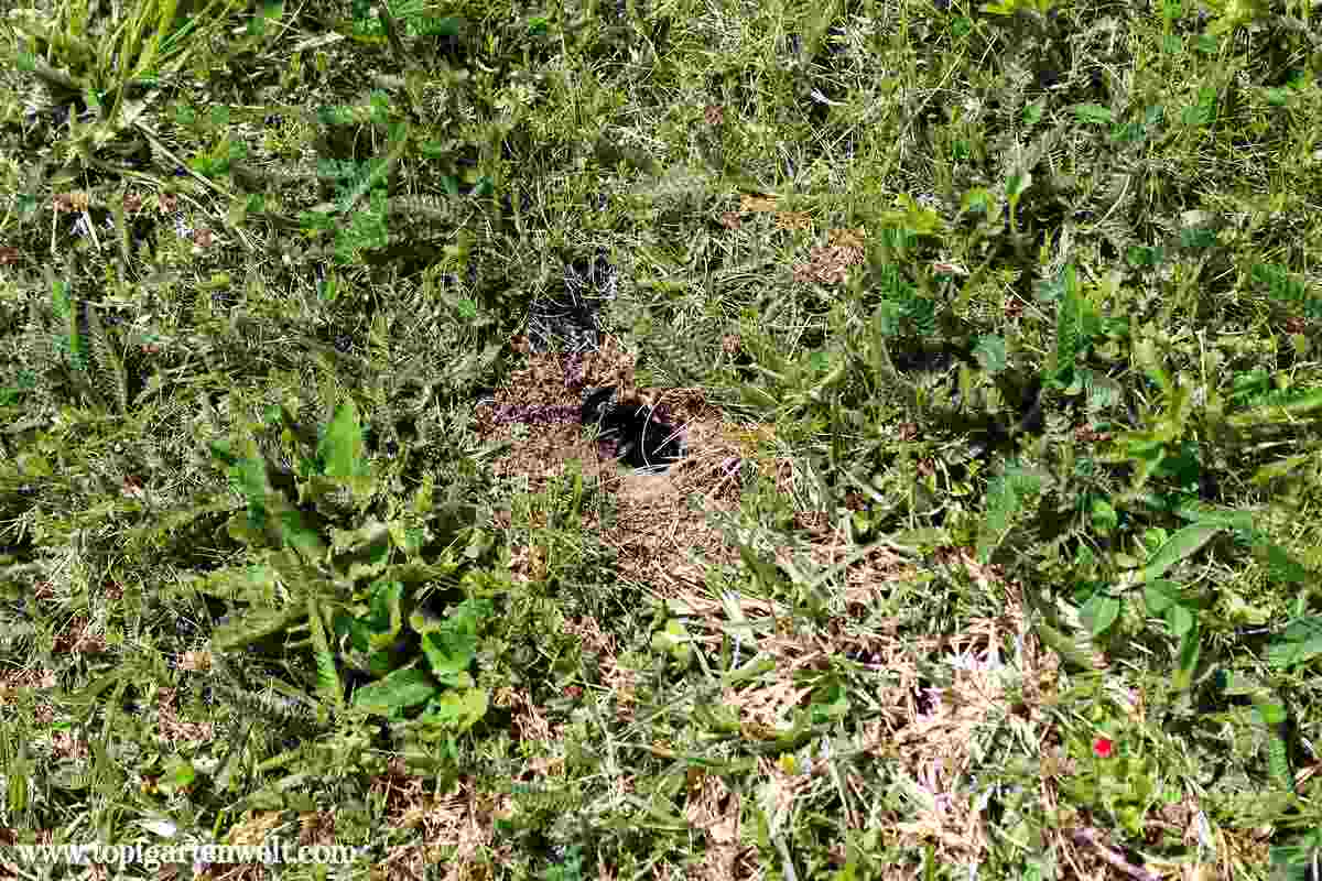 Löcher im Rasen Feldgrille und Maulwurfsgrille im Garten bekämpfen