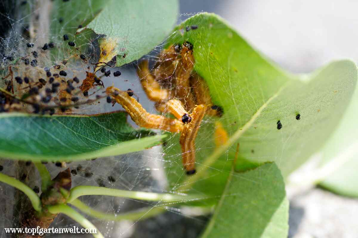 Birnengespinstblattwespe: gelbe Raupen und Gespinste im Birnbaum