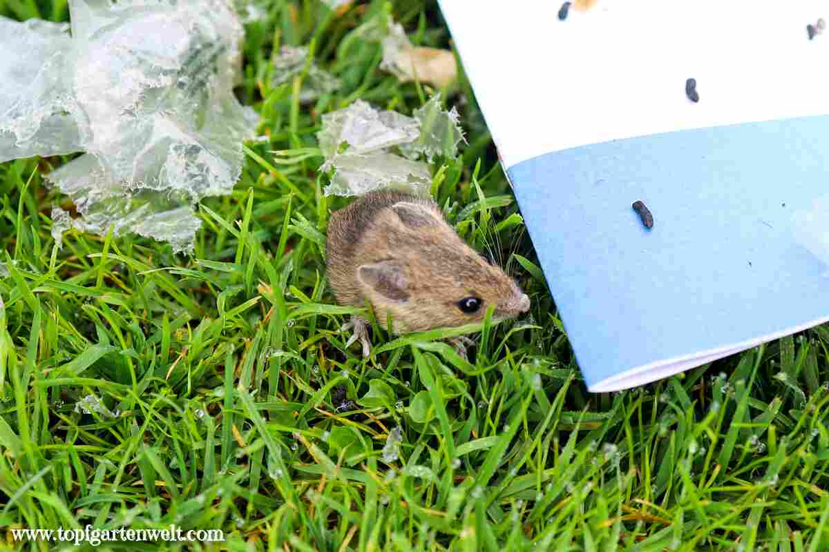 Mäuse im Garten bekämpfen Hausmittel oder Gift? Topfgartenwelt