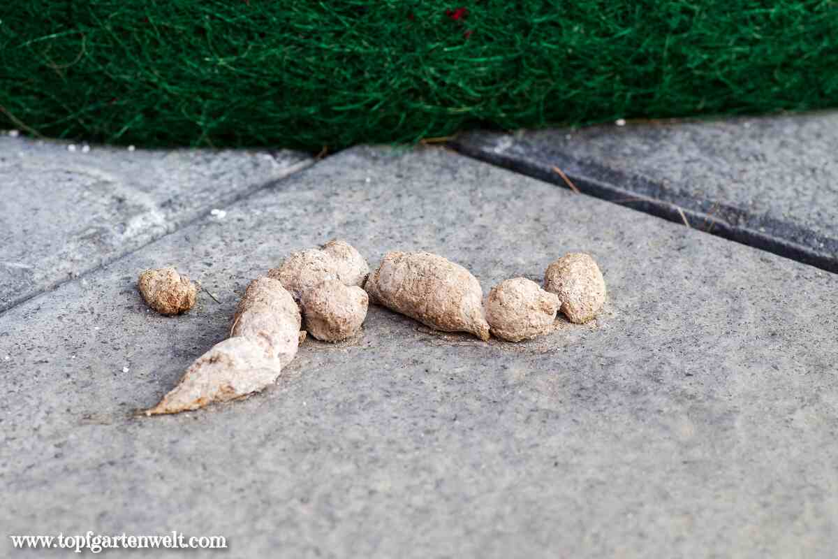 Was tun gegen Katzenkot im Garten Mittel und Tipps