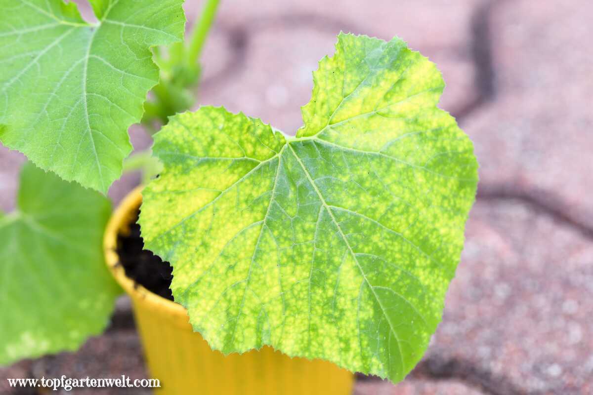 Mosaikvirus erkennen gelbe Flecken und Punkte bei Gurken, Zucchini und