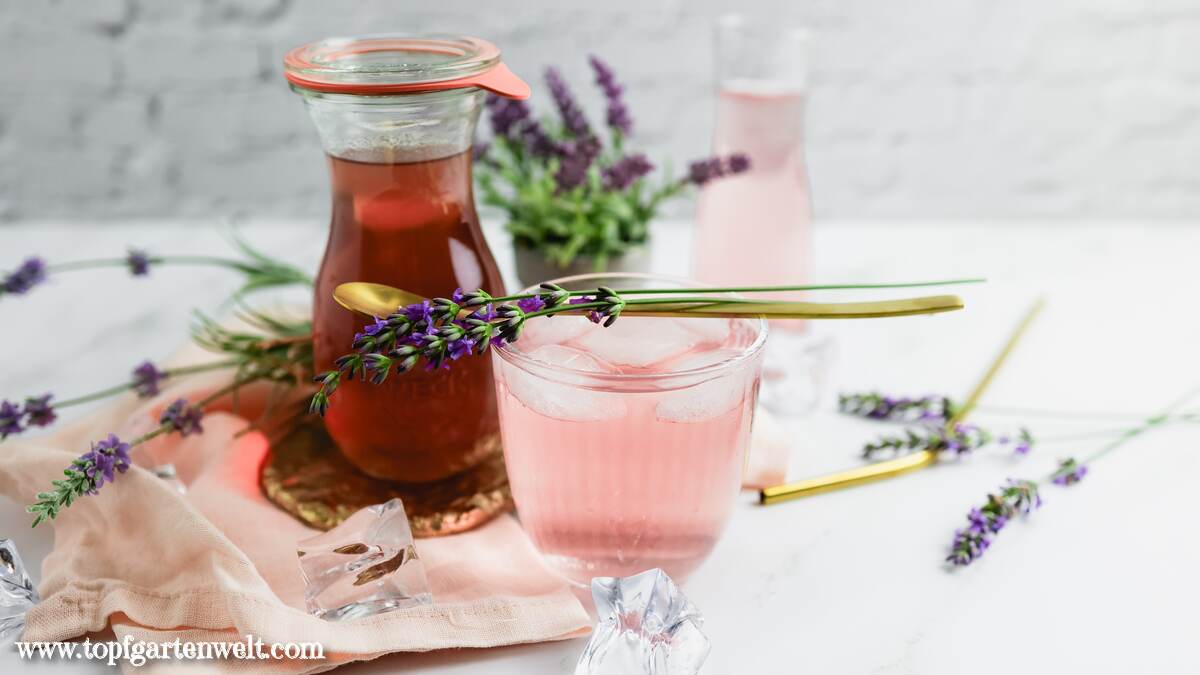 Lavendelsirup aus frischen oder getrockneten Blüten selber machen